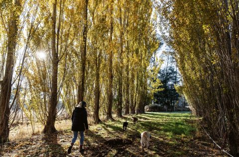 The Truffle Farm, Cradle Coast, Tasmania