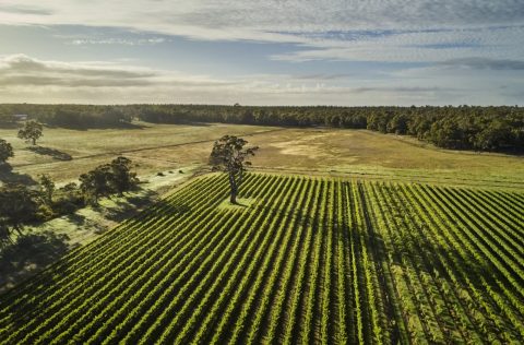 Whicher Ridge vineyard, Geographe, Western Australia