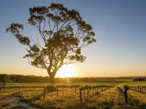 Barossa Valley