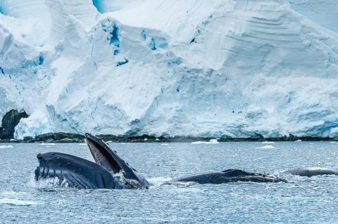 Antarctica