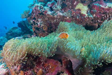 Where to dive and snorkel in Queensland