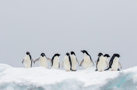 Adélie penguins in Antarctica