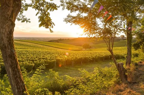 Bordeaux Vineyard