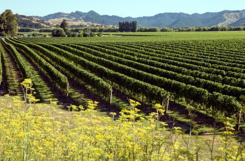 New Zealand’s chardonnay capital 