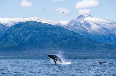 Whales breaching near Juneau in southern Alaska