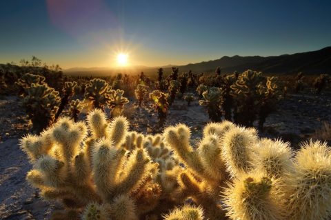 Joshua Tree National Park, USA