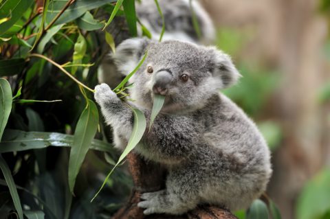 Koala