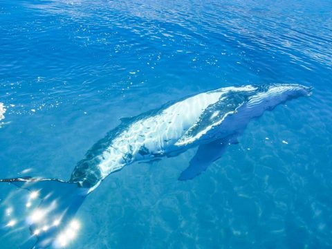 The Best Places in Australia to Encounter Whales