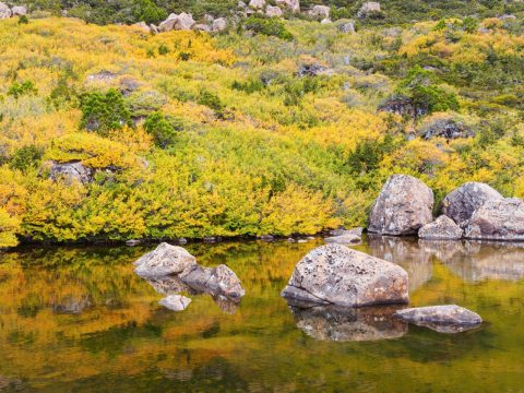 Mount Field, Tasmania