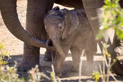 Taronga Western Plains Zoo in Dubbo, NSW