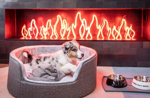 ovolo laneways pet friendly hotels interior melbourne