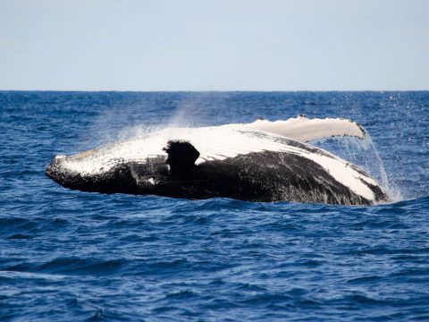 Virtual tour, Albany killer whales