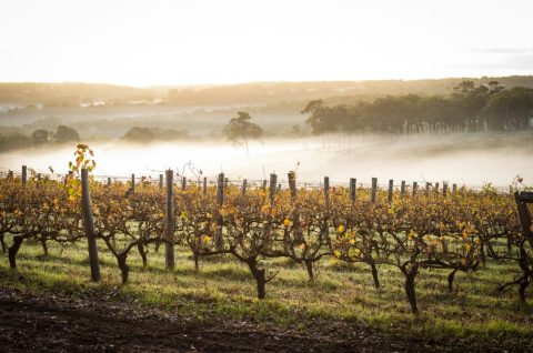 Virtual tour of Margaret River vineyards