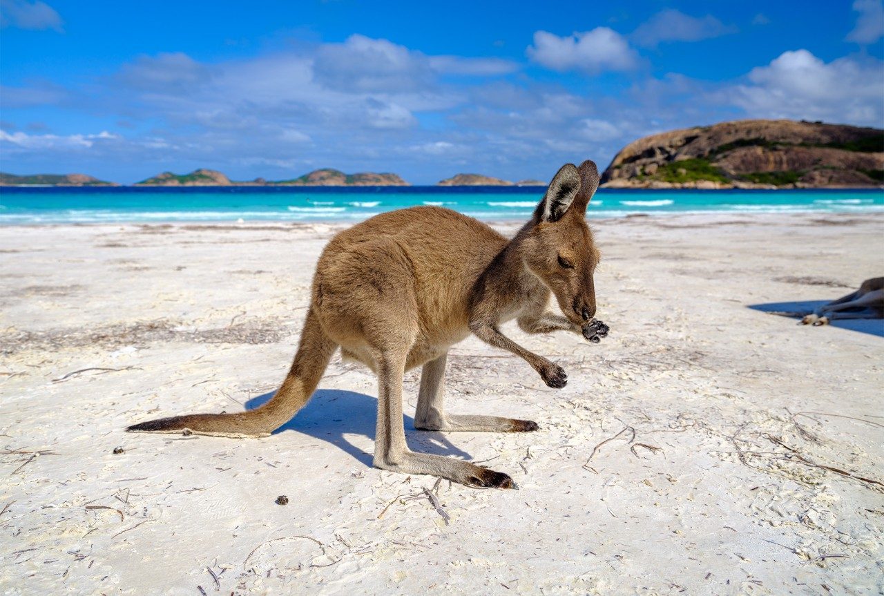 Virtual Tour of WA Kangaroo on Lucky Beach