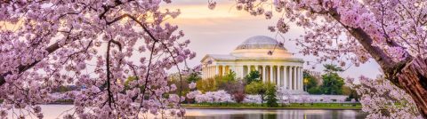 Washington DC Cherry Blossoms