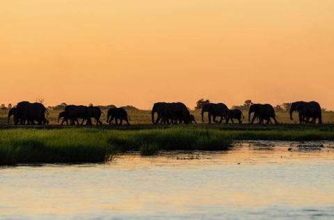 Safari in Botswana