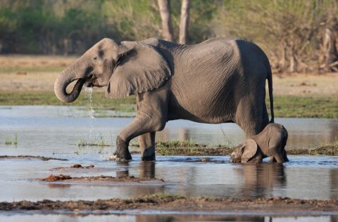 A mother and baby elephant on a Botswana safari