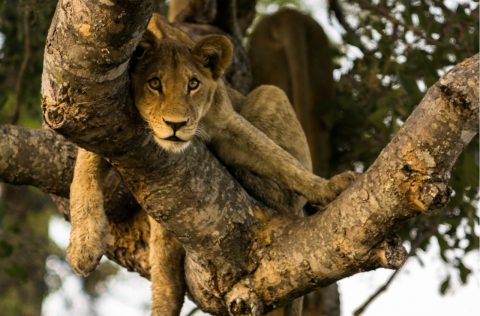 Lion on a Botswana safari