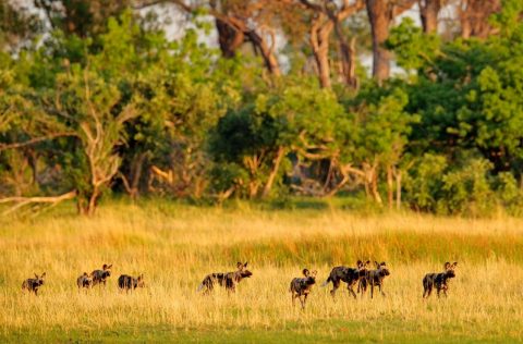 Animals on a Botswana safari