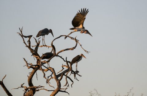 Birds on Botswana safari