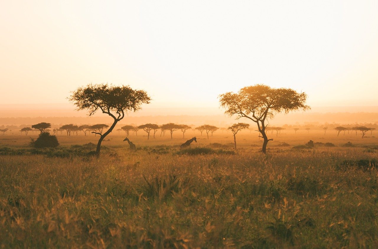 Masai Marai National Park in Kenya