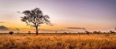 Find Flights with Qantas Now