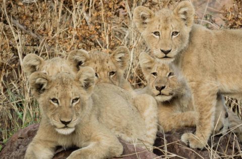 amber hunter lion cubs bronze frequent flyer johannesburg