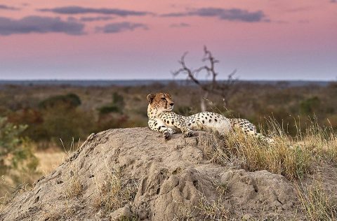 Sabi Sabi Bush Lodge, South Africa