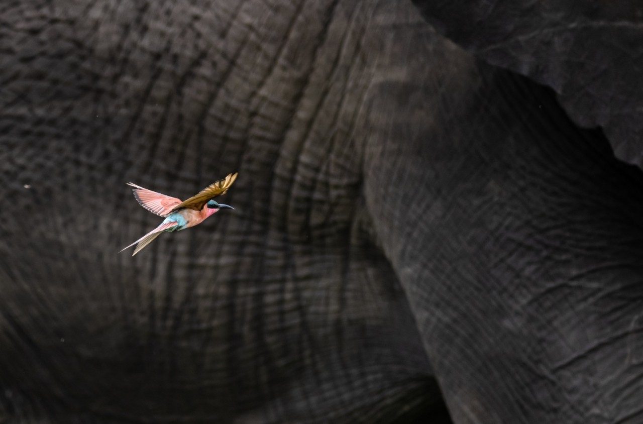 A bird and elephant in Kruger National Park, South Africa