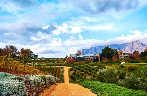 Stellenbosch wine region in South Africa
