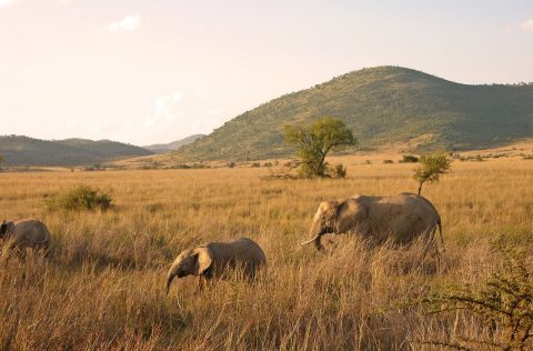 For something close to Johannesburg: Pilanesberg Game Reserve