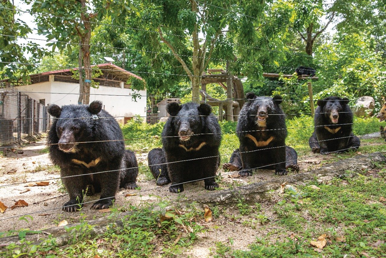 free the bears