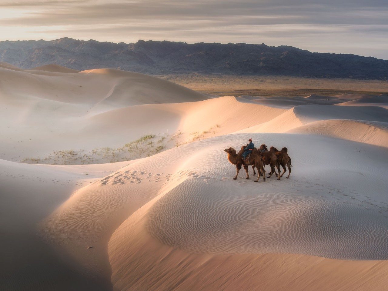 mongolia-camels