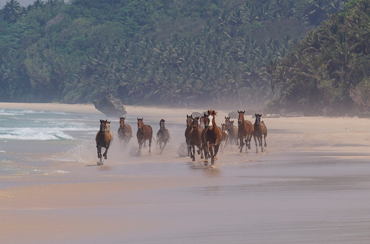 Horses running on a beach at Nihi Sumba