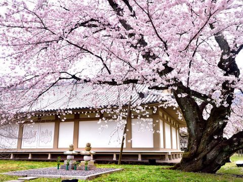 Cherry Blossoms in Kyoto How to Beat the Crowds