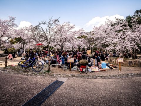 Cherry Blossoms in Kyoto How to Beat the Crowds