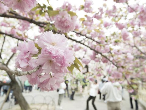 cherry Blossoms