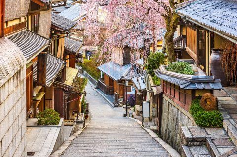 Cherry Blossoms in Kyoto