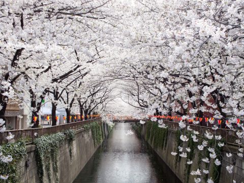 Tokyo Cherry Blossoms