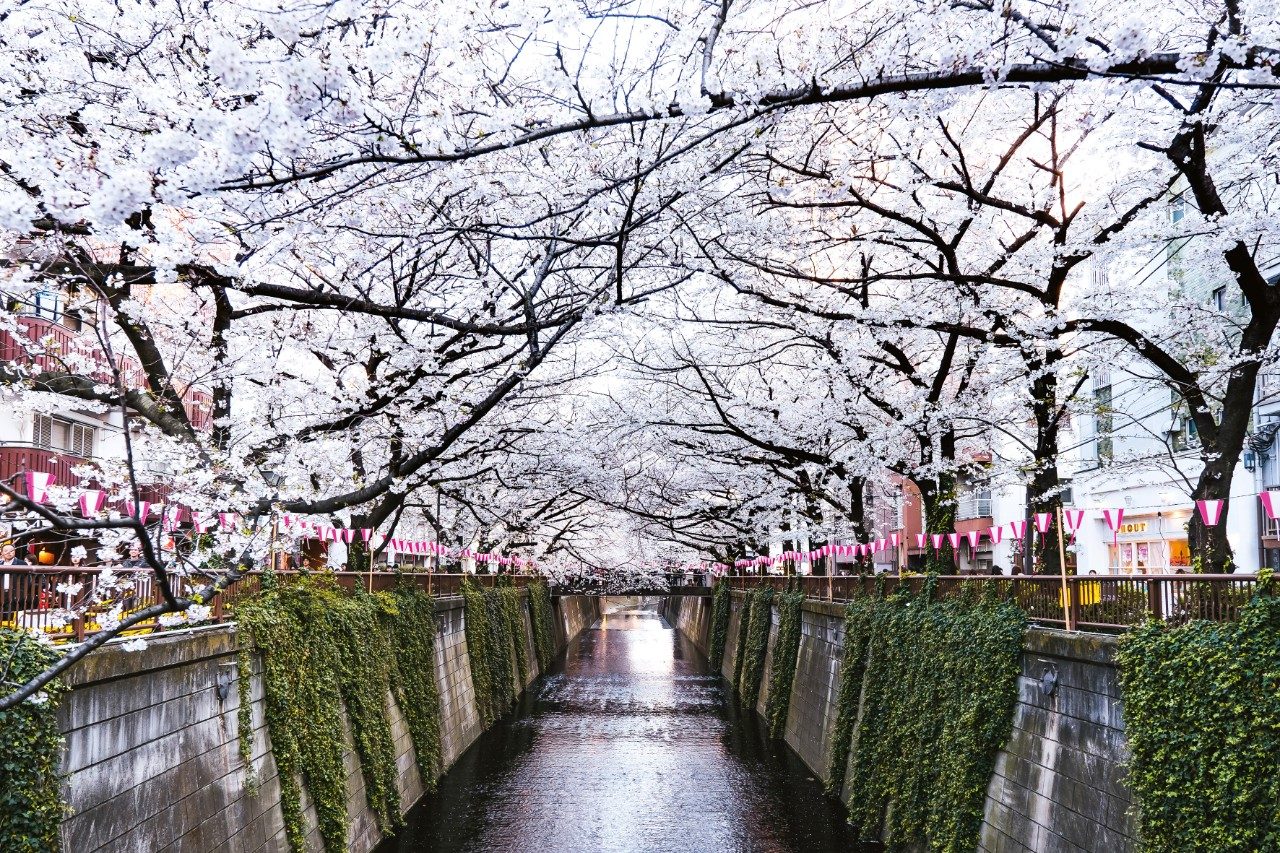 Cherry trees line the Meguro River in Tokyo