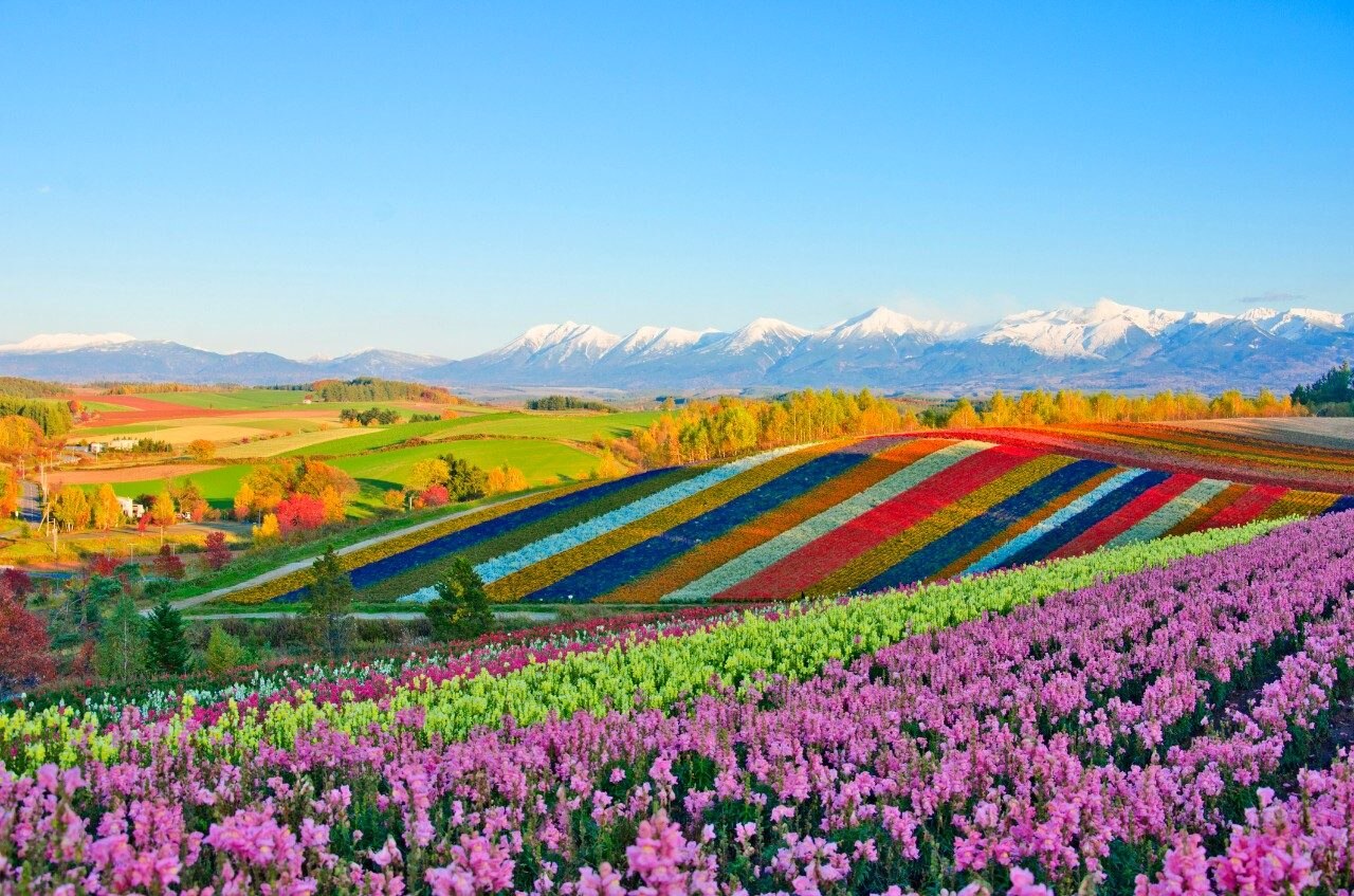 Flowers in Biel, Hokkaido