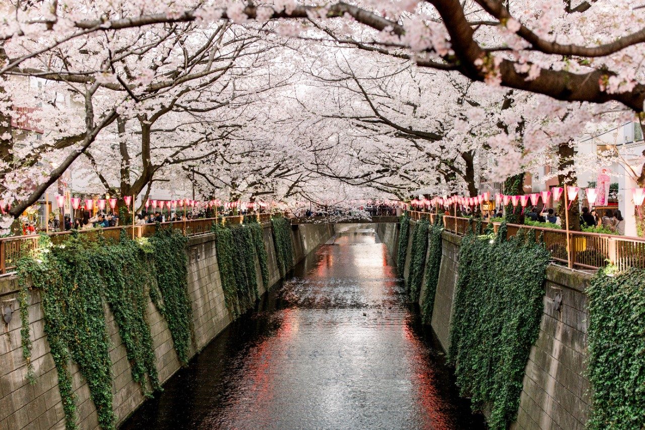 Cherry Blossom Festival, Tokyo