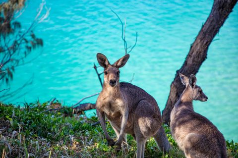 Whitsunday Islands, Great Barrier Reef, Queensland