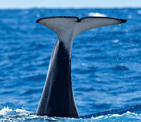 Pods of orca whales seen on a trip with Whale Watch Western Australia in Bremer Bay