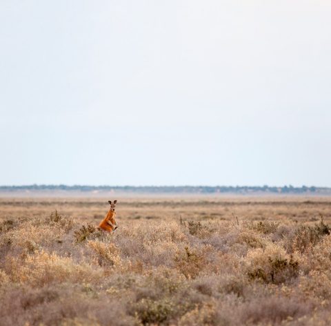 Kangaroos in the outback of Mungo National Park