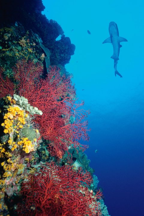 Coral Expeditions, Great Barrier Reef, QLD