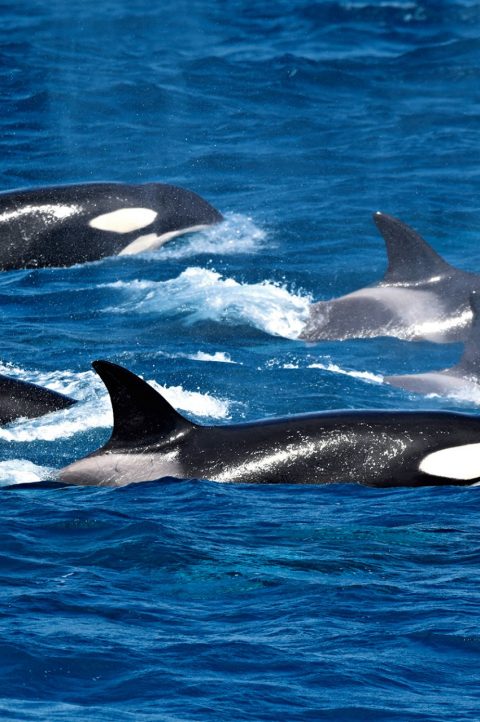 Pods of orca whales seen on a trip with Whale Watch Western Australia in Bremer Bay