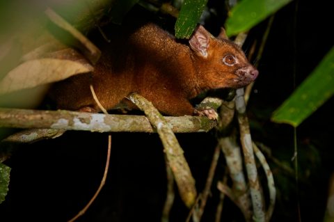 Close up of possum in tree, Wait a White Rainforest Tours