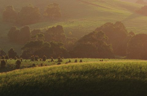 Byron Bay Hinterland, NSW