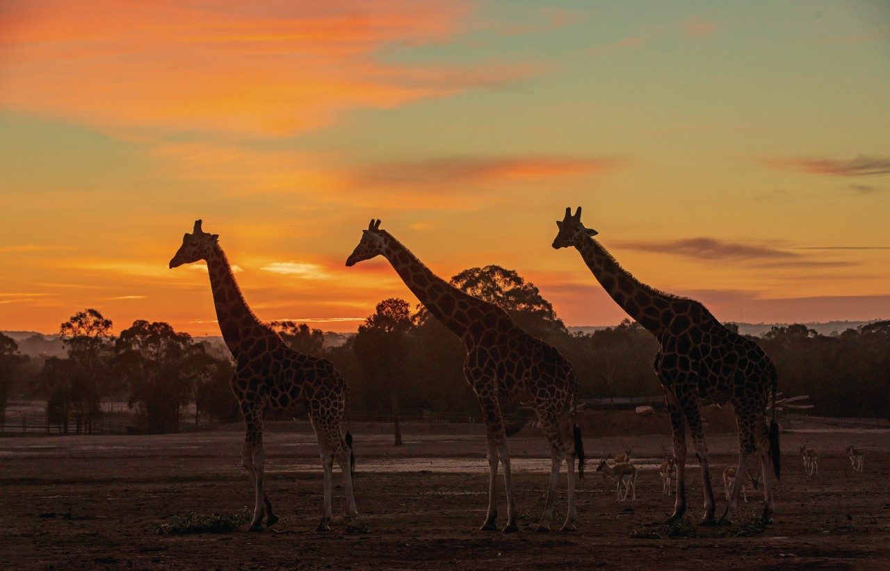 Giraffes at Taronga Western Plains Zoo